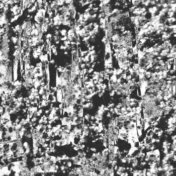 Perspex Flesh – Ordered Image